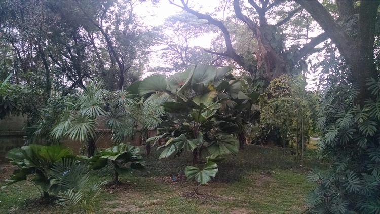 Foliage
